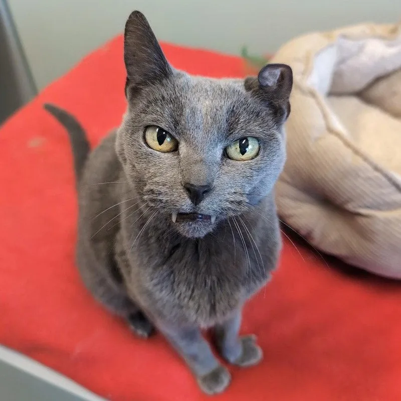 An adult medium-sized female Domestic Short Hair cat named Mars for adoption in New Castle, DE
