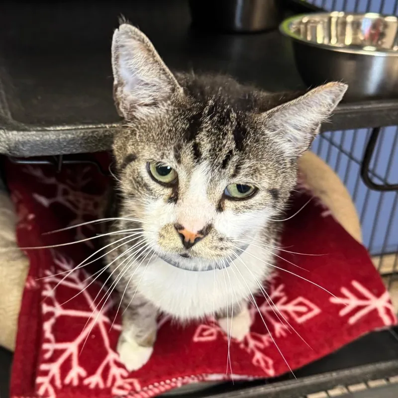 A young medium-sized female Domestic Short Hair cat named Vanna for adoption in Saginaw, MI