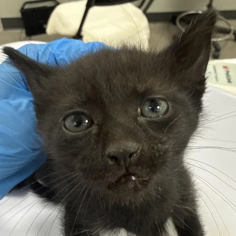 A baby small-sized female Black Domestic Short Hair cat named Tennessee for adoption in Las Cruces, NM