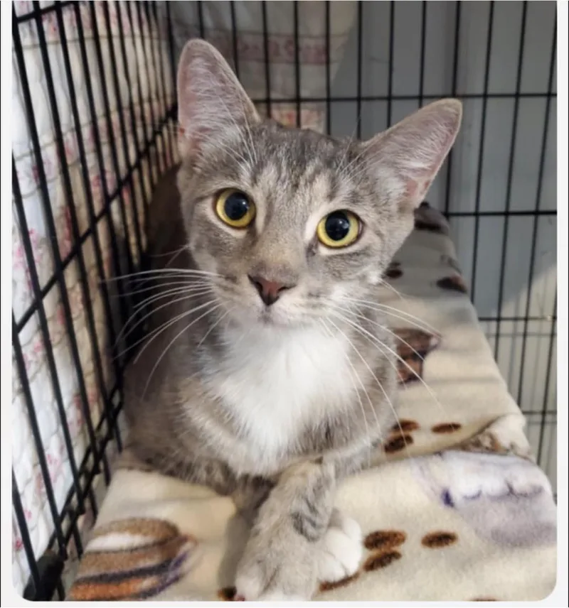 A young medium-sized female Tabby (Gray / Blue / Silver) Domestic Short Hair cat named Buttercup for adoption in Marseilles, IL