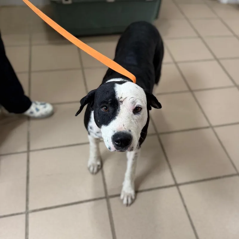 A young medium-sized female Black Labrador Retriever dog named Lillith for adoption in Starkville, MS