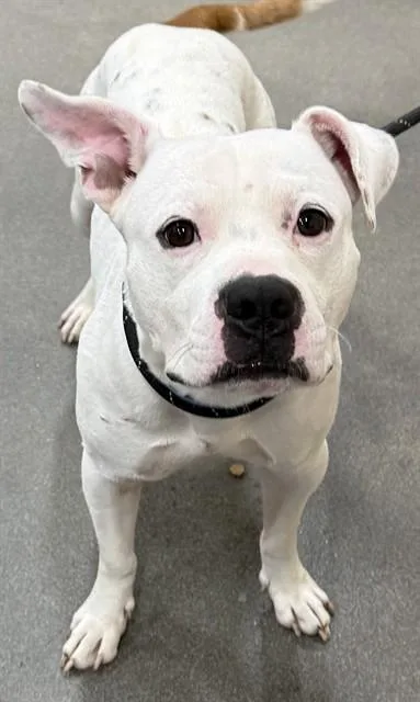 A young medium-sized male Pit Bull Terrier dog named Handsome for adoption in Upper Marlboro, MD