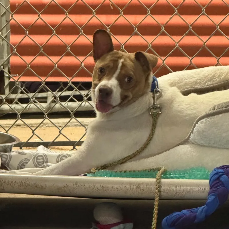 Mortimer thumbnail 3