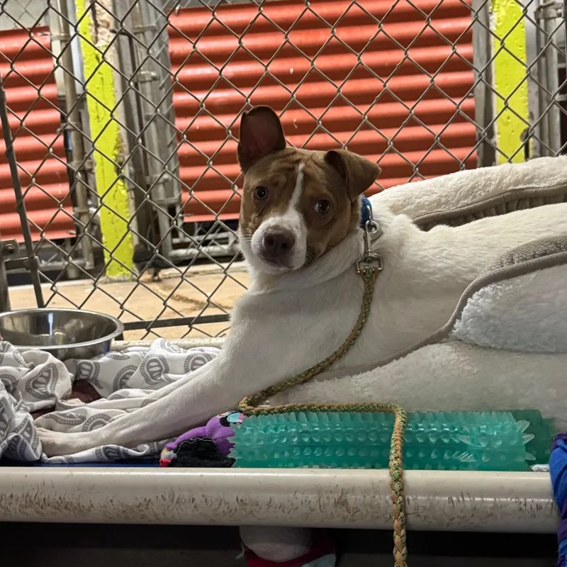 Mortimer thumbnail 5