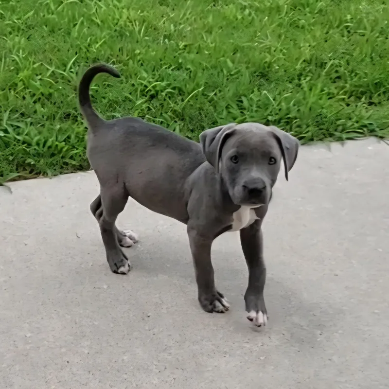 A baby medium-sized female Pit Bull Terrier dog named Piper for adoption in Rockdale, TX