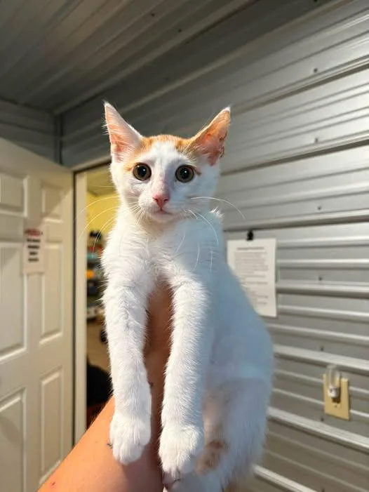 A baby medium-sized male Domestic Short Hair cat named Opie for adoption in Russellville, KY