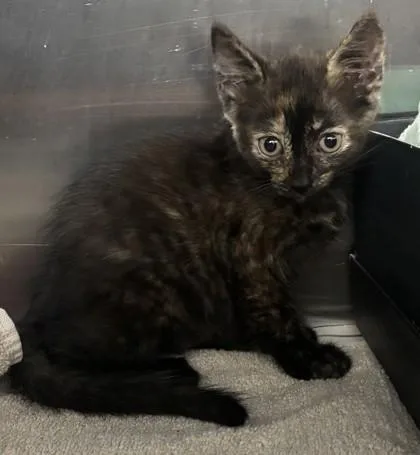 A baby small-sized female Domestic Short Hair cat named Mick for adoption in Honolulu, HI