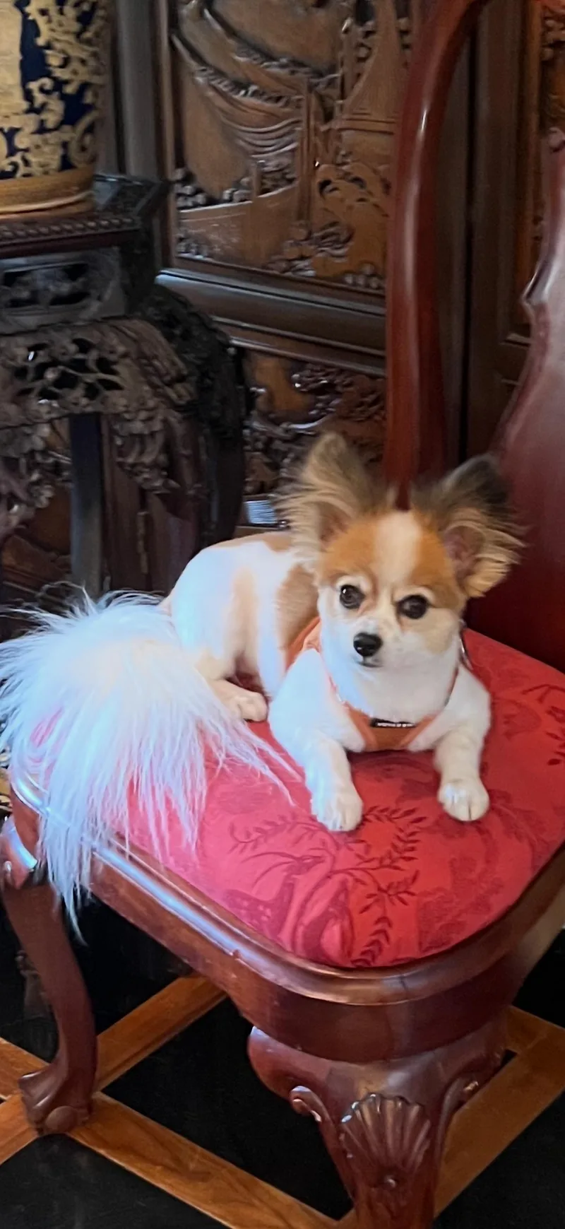 An adult small-sized male Yellow / Tan / Blond / Fawn Papillon dog named Watson for adoption in Little Elm, TX