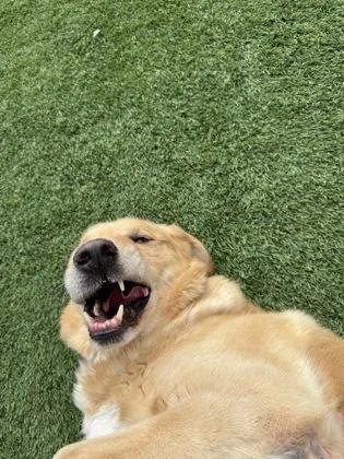 Pei Pei