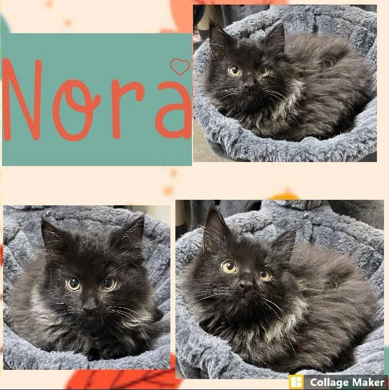 Nora