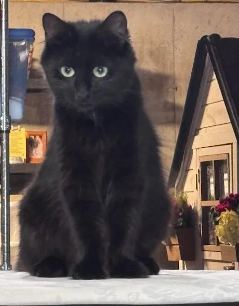 An adult small-sized female Domestic Medium Hair cat named Midnight for adoption in Hudson, NH