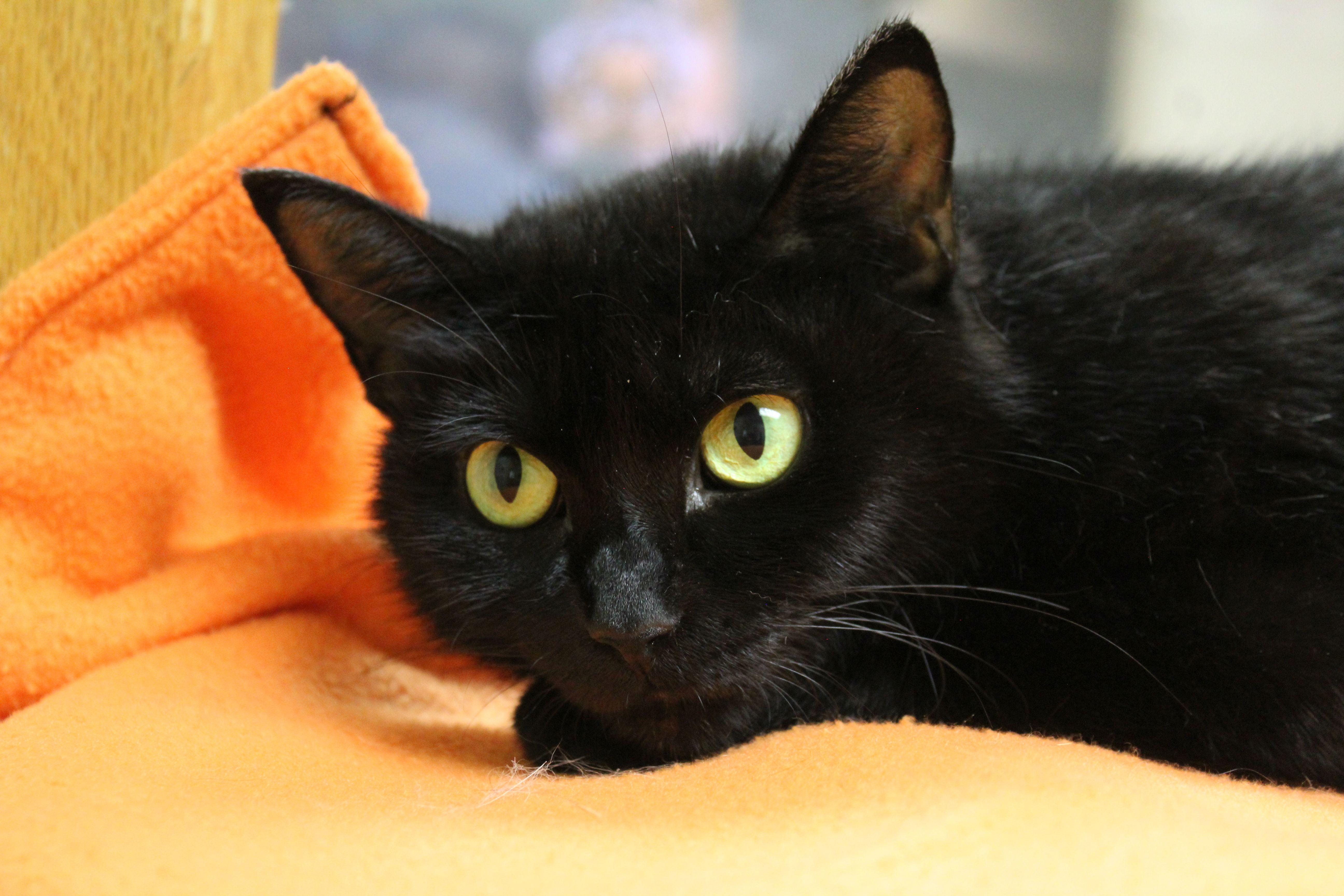 An adult medium-sized female Domestic Short Hair cat named Zaza for adoption in Portage, WI