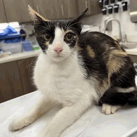 A young medium-sized female Calico Domestic Short Hair cat named Angelou for adoption in Houston, TX