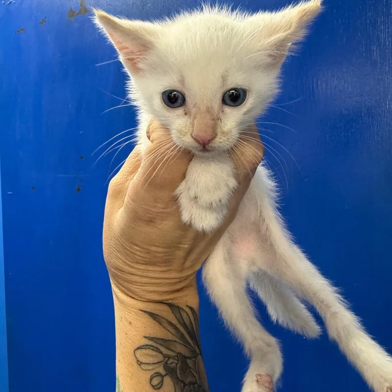 A baby small-sized male White Domestic Short Hair cat named Ke'oke'o for adoption in Wahiawa, HI
