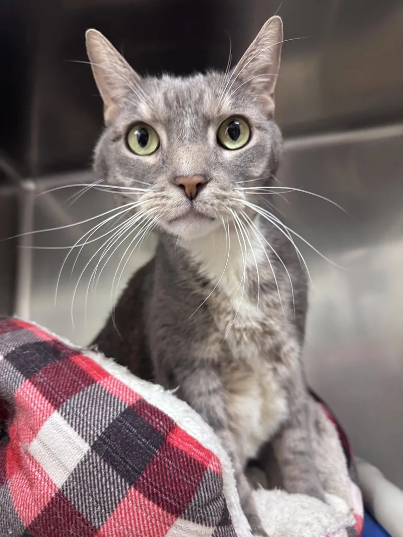 A senior medium-sized male Gray / Blue / Silver Domestic Short Hair cat named Bingo for adoption in Brick, NJ