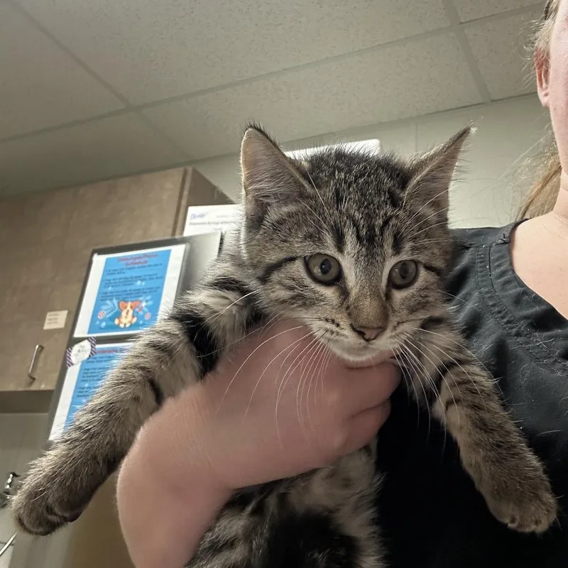 A baby small-sized female Brown / Chocolate Domestic Short Hair cat named Quarter for adoption in Ottawa, KS