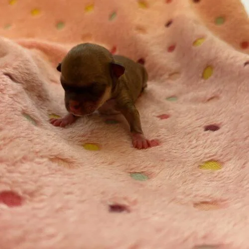 A baby small-sized female Brown / Chocolate Havanese dog named Croissant for adoption in Broken Arrow, OK