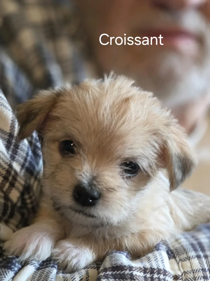 Croissant thumbnail 2