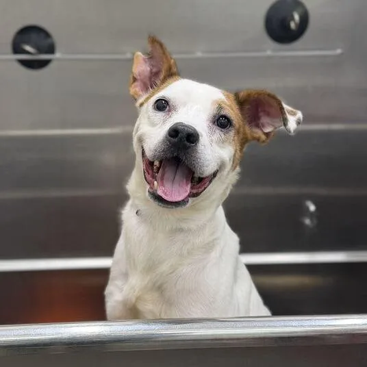A senior medium-sized male Shepherd dog named Hector for adoption in Dayton, OH