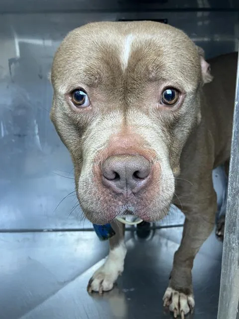 A young large-sized female Mixed Breed dog named Major for adoption in Dallas, TX