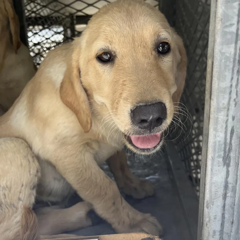 A baby large-sized female Labrador Retriever dog named Thelma for adoption in Edinburg, TX
