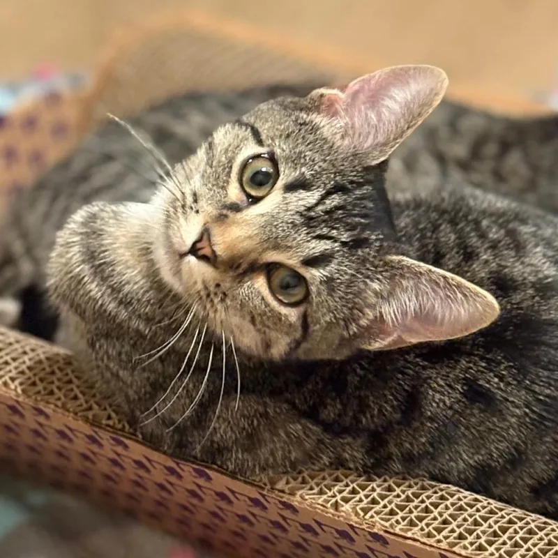 A young medium-sized female Domestic Short Hair cat named Eloise for adoption in Cumming, GA