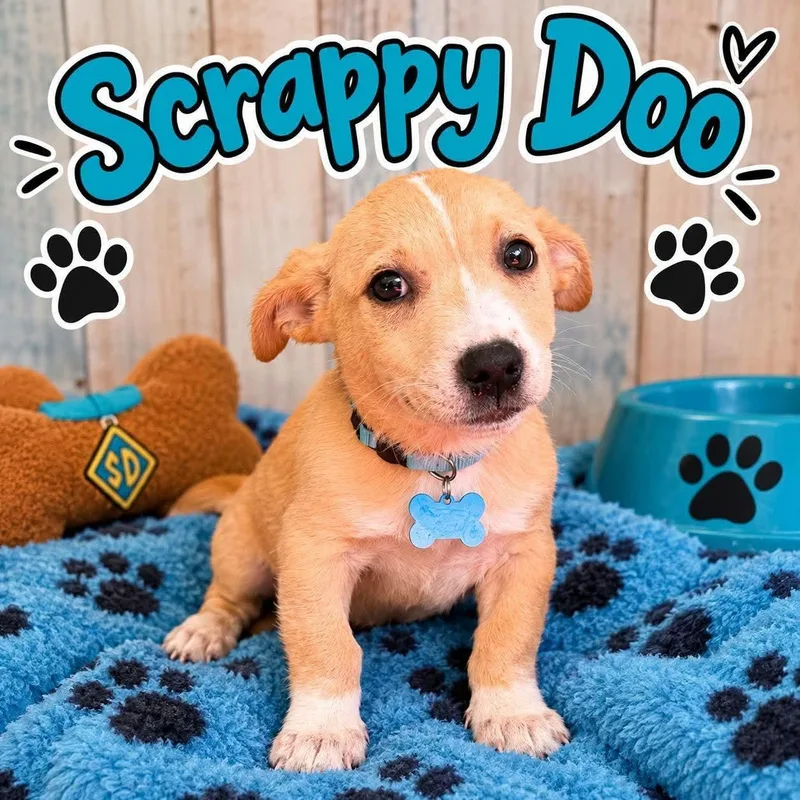 A baby medium-sized male Corgi dog named Scooby Doo for adoption in Thomson , GA