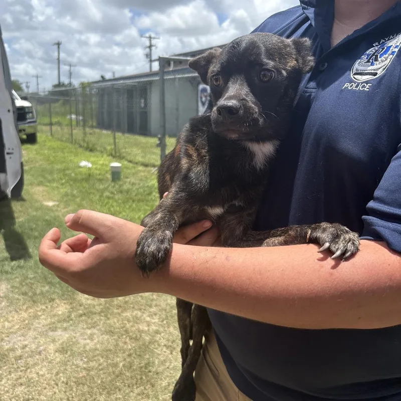 An adult medium-sized male Brindle Mixed Breed dog named Murphy for adoption in Austin, TX