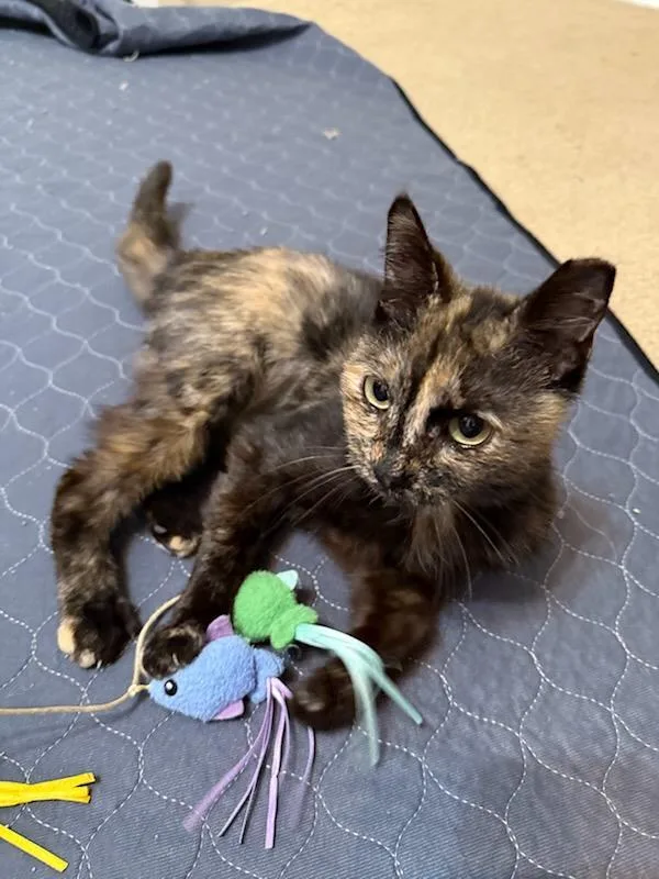 A young medium-sized female Domestic Short Hair cat named Dorothy for adoption in Lincoln, CA