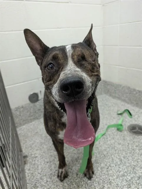 An adult medium-sized male Pit Bull Terrier dog named Hercules for adoption in Tucson, AZ