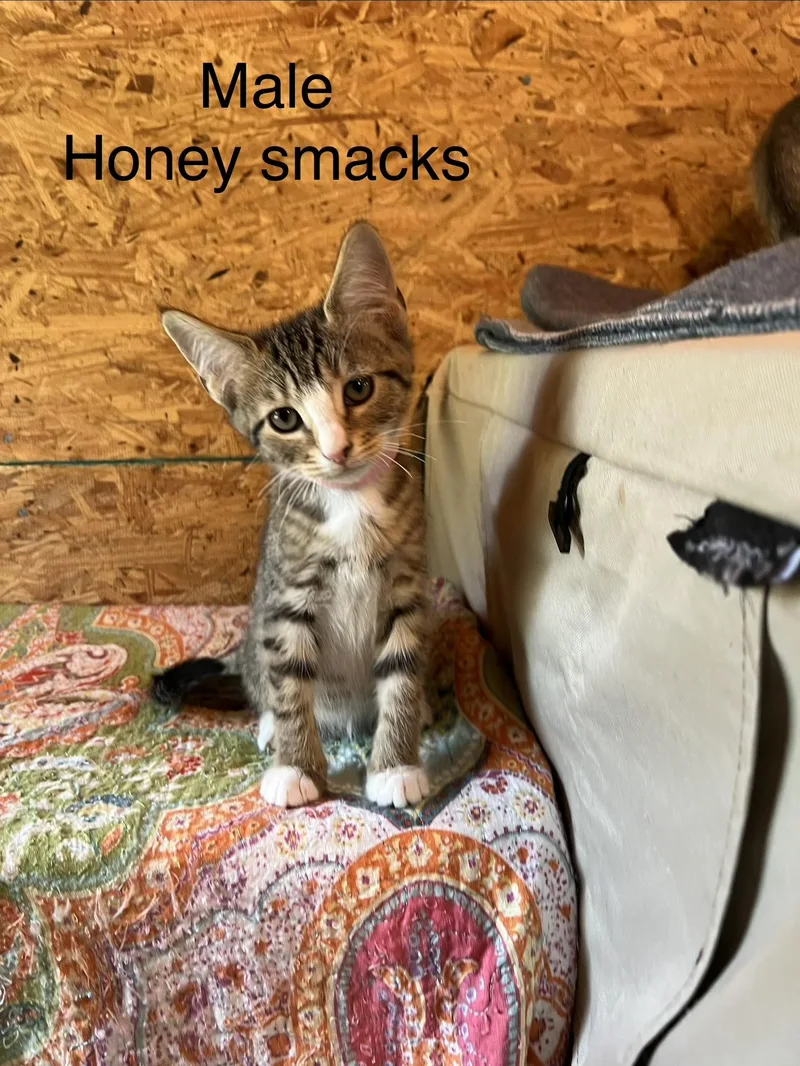 A baby small-sized male Domestic Short Hair cat named Honey Smacks for adoption in Sneads Ferry, NC