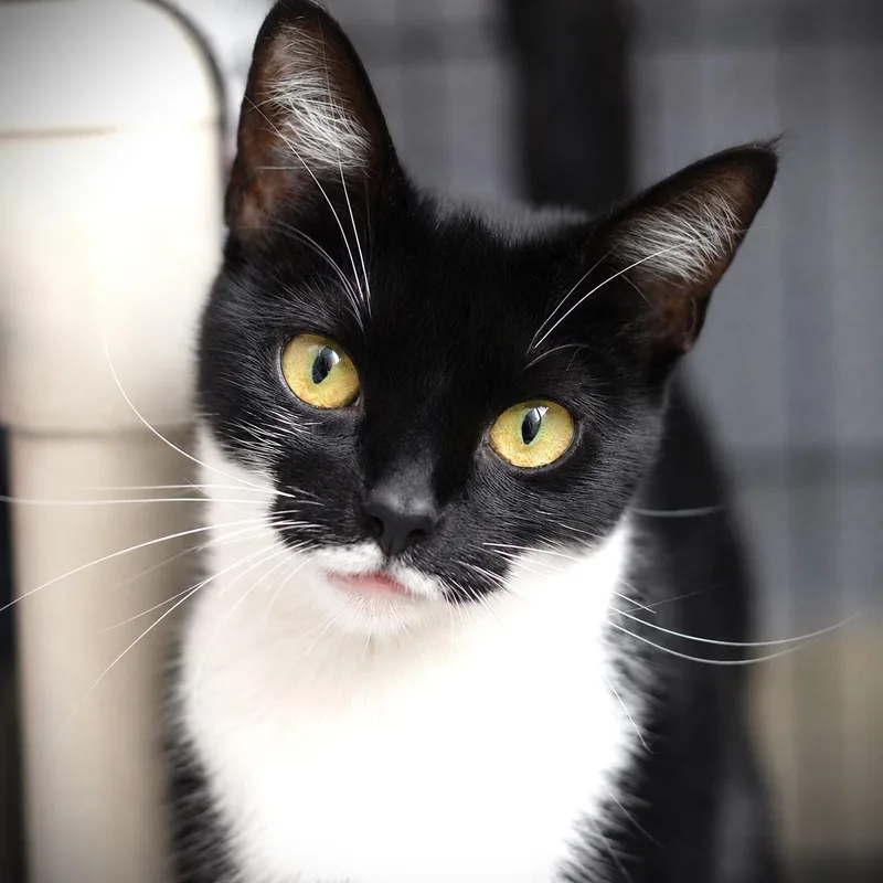 A young medium-sized female Black & White / Tuxedo Domestic Short Hair cat named June for adoption in Amsterdam, NY