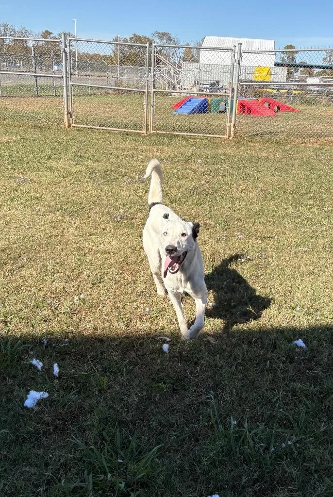 A young large-sized female Border Collie dog named Delilah for adoption in Bossier City, LA