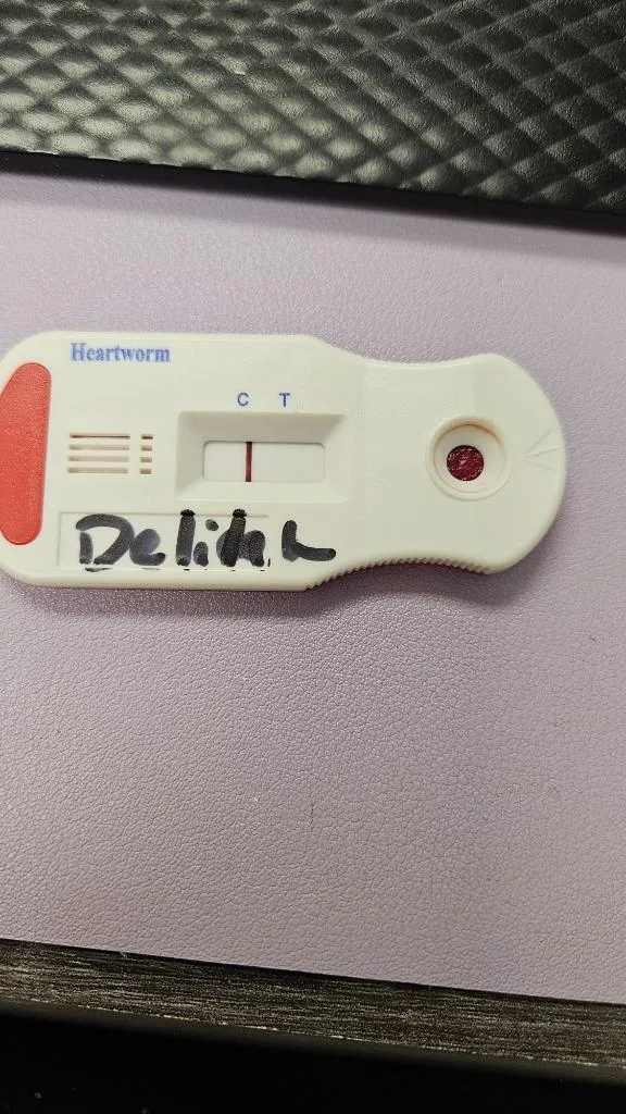 Delilah thumbnail 4