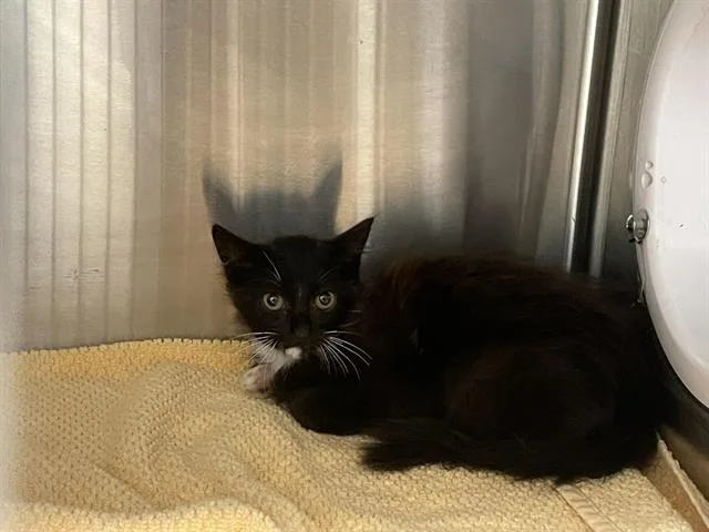 A baby small-sized female Domestic Short Hair cat named Looanne for adoption in Auburn, CA