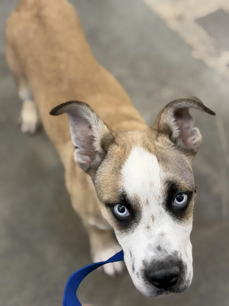 A baby large-sized male Tricolor (Brown, Black, & White) Shepherd dog named Sloth for adoption in Frazier Park, CA