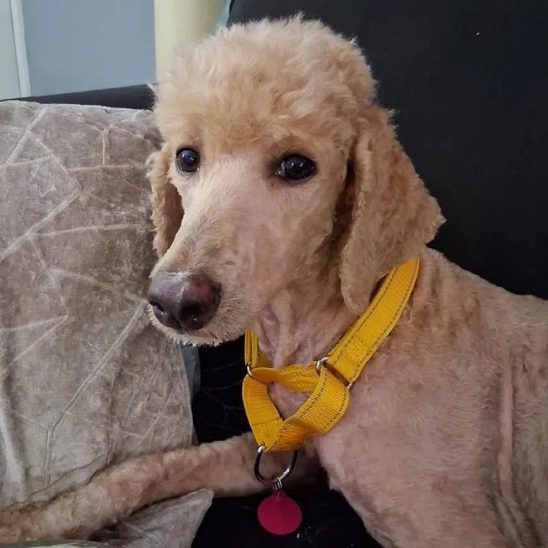 An adult medium-sized female Red / Chestnut / Orange Standard Poodle dog named Hazel for adoption in St. Peters, MO