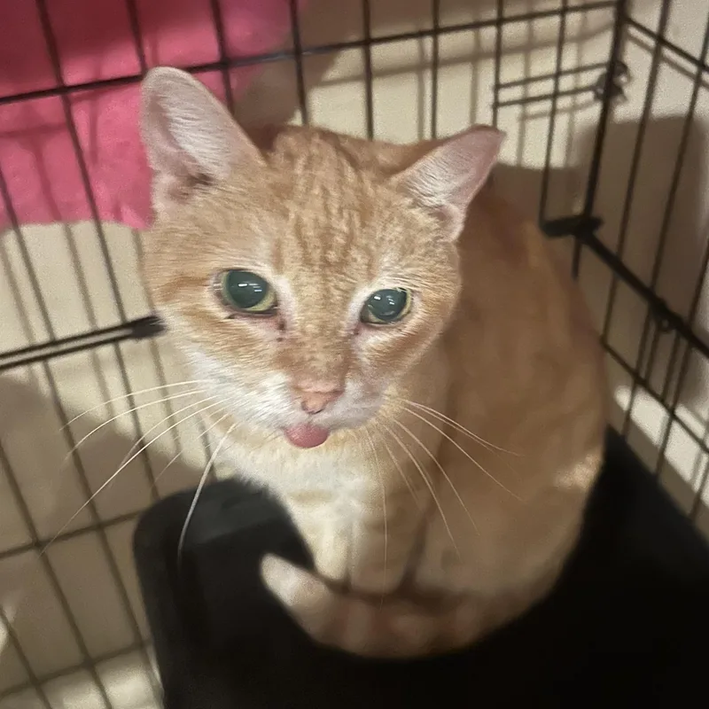 A senior medium-sized female Orange & White Domestic Short Hair cat named Nardi for adoption in Lemoyne, PA