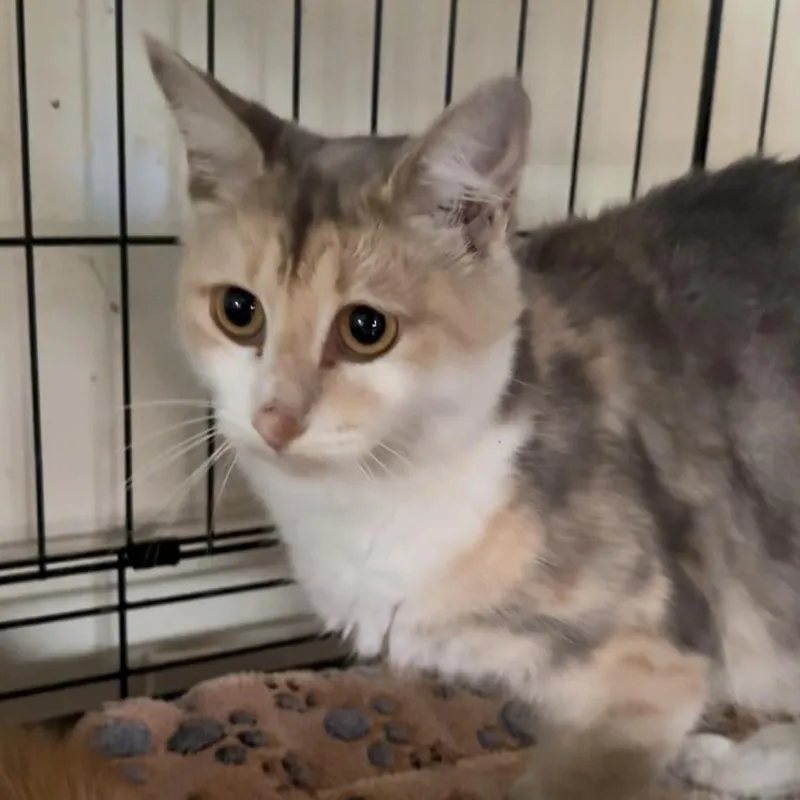A young medium-sized female Calico cat named Gaia for adoption in Miami, FL