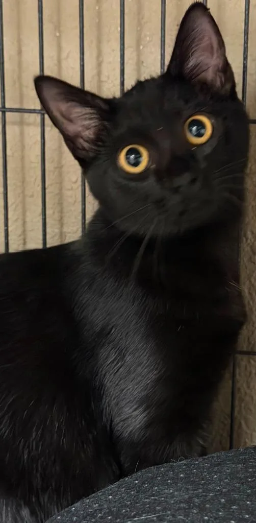 Evie