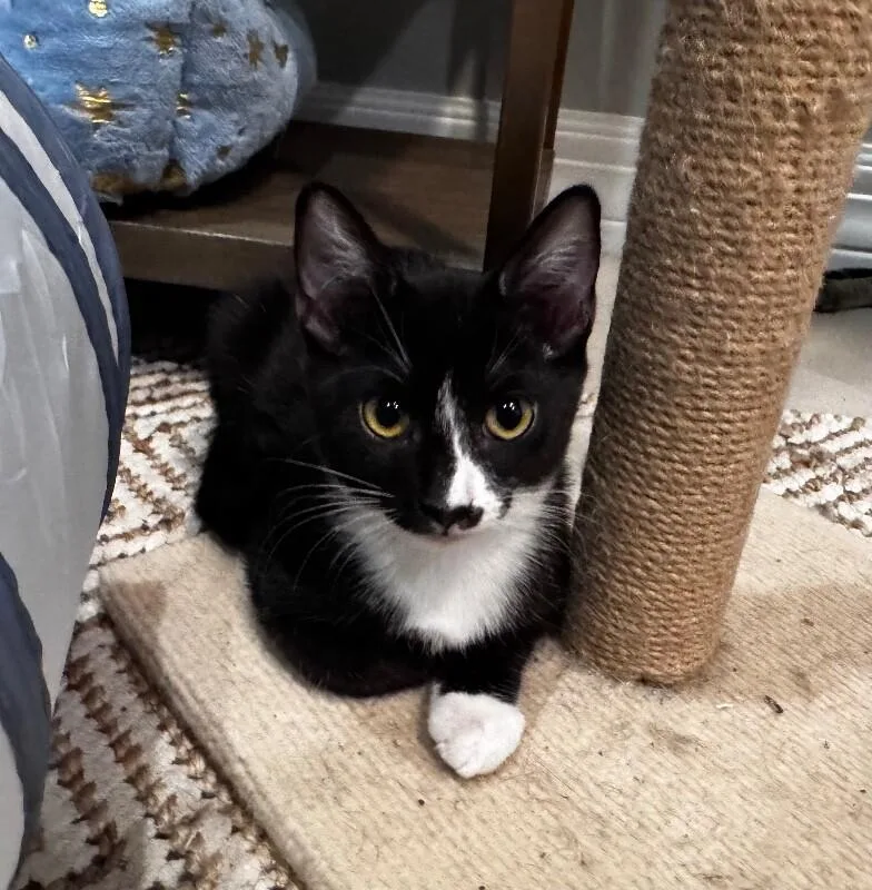A baby small-sized female Black Domestic Short Hair cat named ZorulaPokémon Litter for adoption in Anthem, AZ