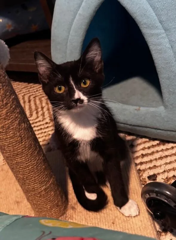 ZorulaPokémon Litter thumbnail 2