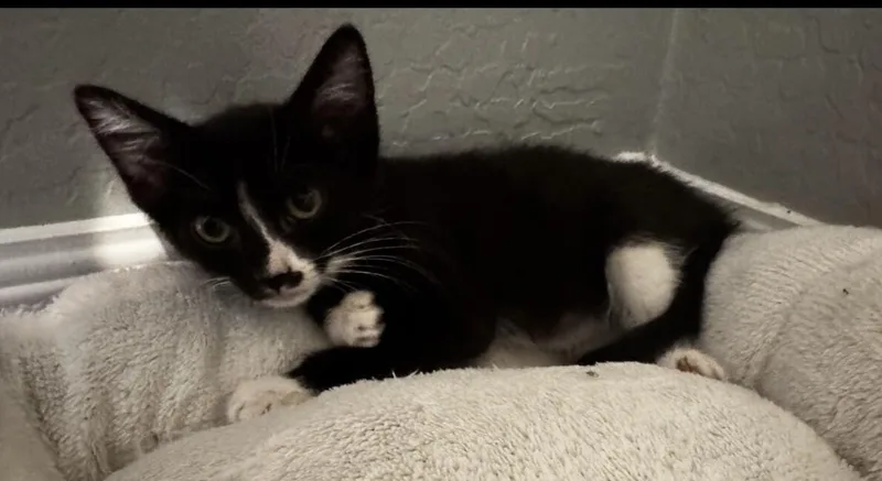 ZorulaPokémon Litter thumbnail 3