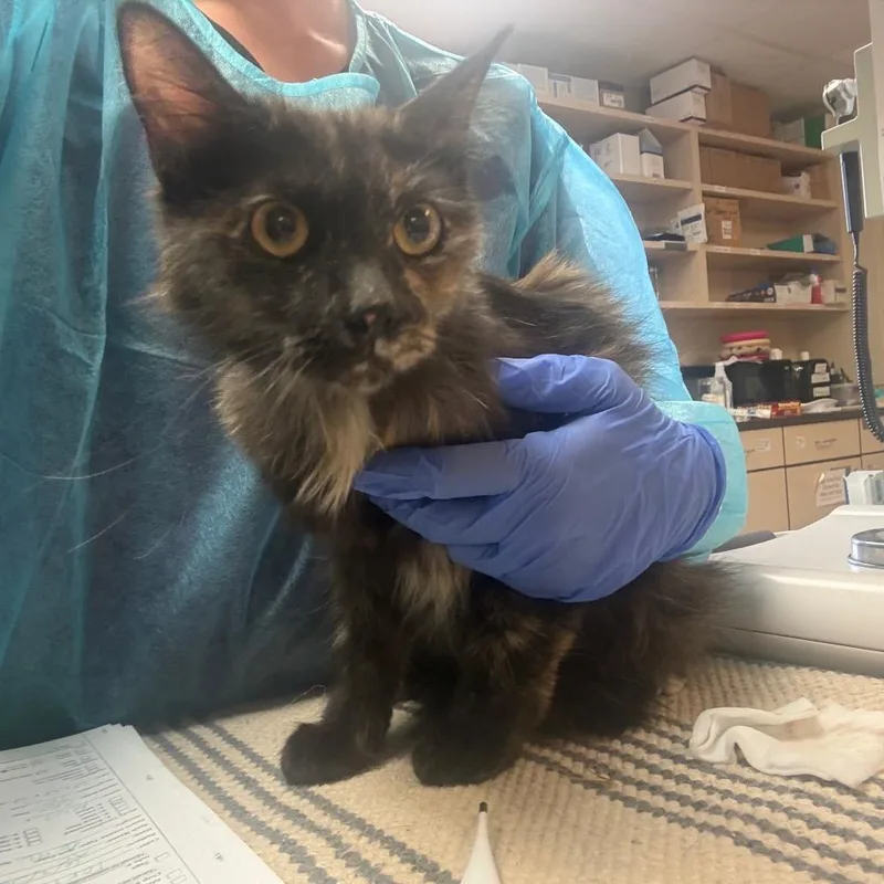 An adult medium-sized female Tortoiseshell Domestic Medium Hair cat named Chi Chi for adoption in Flagstaff, AZ