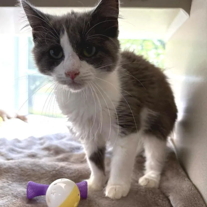A baby small-sized male Gray / Blue / Silver Domestic Medium Hair cat named That's Just Todd for adoption in Gloucester, VA