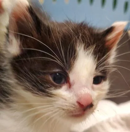 A young small-sized male Domestic Short Hair cat named Poprock for adoption in Kansas City, MO