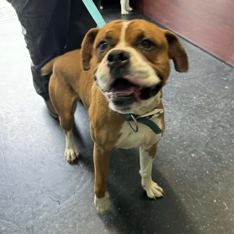 An adult large-sized male Brown / Chocolate Boxer dog named Achilles for adoption in Shinnston, WV