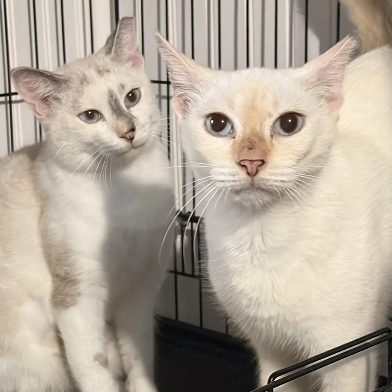 An adult medium-sized female Siamese cat named Rynherra for adoption in Tampa, FL