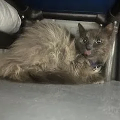 An adult medium-sized female Gray / Blue / Silver Domestic Long Hair cat named Luna for adoption in Enterprise, AL