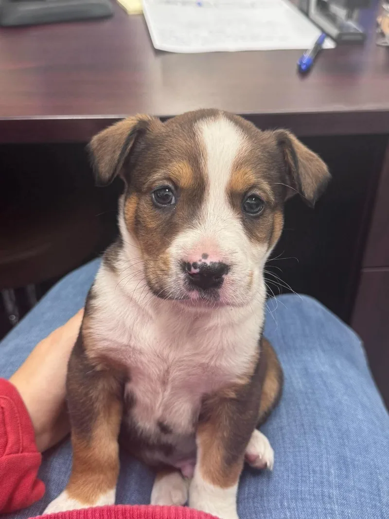 A young medium-sized male Tricolor (Brown, Black, & White) Pit Bull Terrier dog named Unknown for adoption in Burgaw, NC